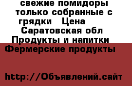 свежие помидоры только собранные с грядки › Цена ­ 50 - Саратовская обл. Продукты и напитки » Фермерские продукты   